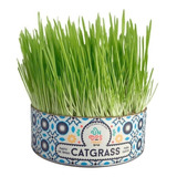 Catgrass Pasto De Trigo P/ Perro Y Gato 100% Natural