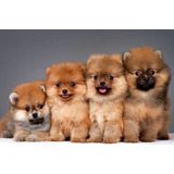 Cachorros Pomerania Criadero Con Opción A Pedigree 