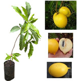 Kit 2 Muda De Abiu Amarelo Ou Abiu Abio Ticuna Fruta Gigante