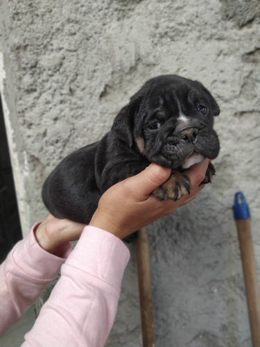 Cachorros Bulldog Inglés