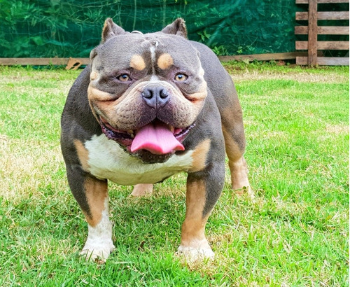 Filhote American Bully Pocket 