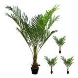 Kit 4 Plantas Artificiales Tipo Palma 140cm Adornos