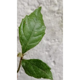 Árbol De Níspero Eriobotrya Japonica, Para Usos Medicinales 