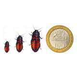 Cucarachas De Madagascar (crías) 1 A 2 Cms / 80 Unidades