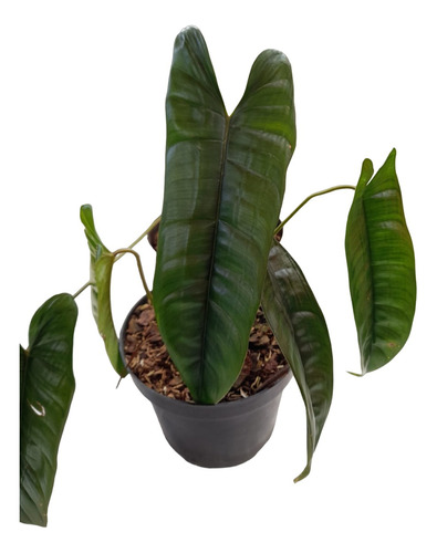 Filodendron Felix