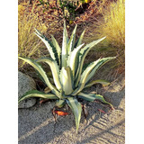 Agaves Mediopicta Alba Suculentas Gigantes