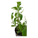 Kit De Plantas 1 Tronadora + 1 Muicle + 1 Stevia 40cm. 