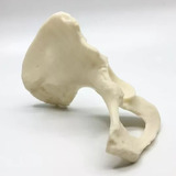 Coxal - Impresión 3d- Anatomía- Stock Disponible