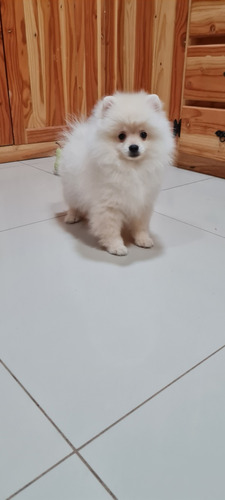 Pomerania Macho Crema 