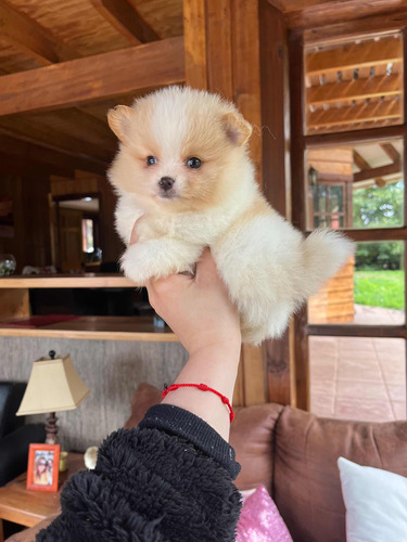 Cachorro Pomerania En Puerto Montt