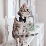 Casidoxi Dog Cat Tuxedo Collar, Cat Wedding Bowtie, Puppy