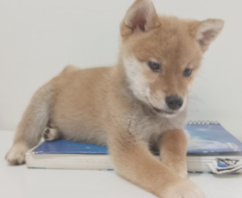 Shiba Inu De Excelente Procedência A Baixo Custo! Aproveite!