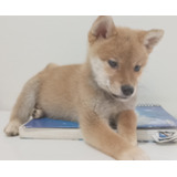 Shiba Inu De Excelente Procedência A Baixo Custo! Aproveite!