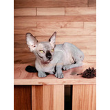 Gato Esfinge Genuino Sphynx