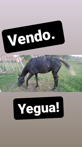 Yegua De 3 Años Mansa! 