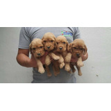 Cachorros Cocker Spaniel 