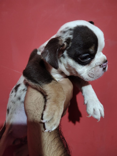 Bulldog Ingles Hembra Merle Exótica. Precio De Seña. 