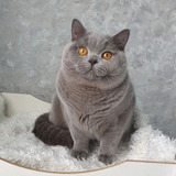 Filhote British Shorthair Cor Blue Bartolomeu - Miau British