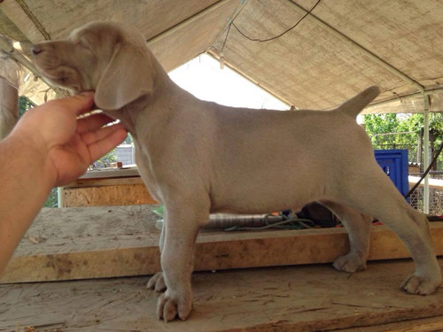 Weimaraner Increibles, Listos Entrega, Inscritos Kennel Club