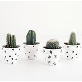 Cactus / Suculentas Souvenirs