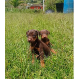 Cachorros Doberman 