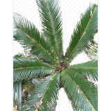 Palmera Cyca Revoluta Hojas De 1 M De Largo