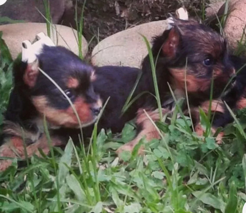 Yorkshire Terrier Mini Fêmea