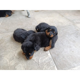 Cachorro Rottweiler 