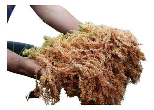 Musgo Sphagnum 1kg 