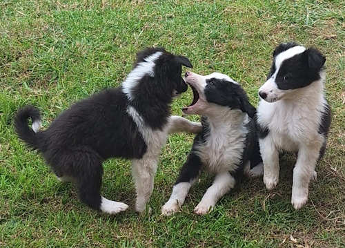 Cachorros Border Collie!pompones!! 