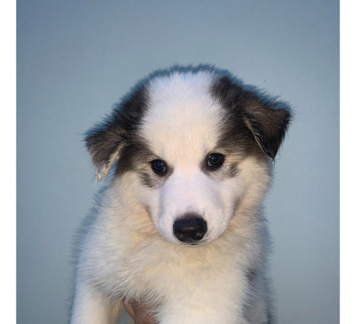 Filhote Husky Siberiano Wooly