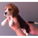 Hermosos Cachorros Beagle, Hembra Y Macho, Excelente Calidad