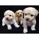 Cachorros French Poodle Minis Chinitos 