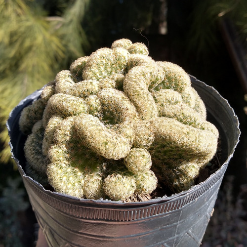 Mammillaria Elongata Crestada 