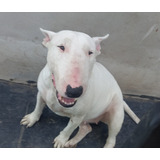 Bull Terrier Cachorros