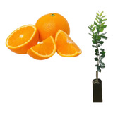 Kit 2 Mudas De Laranja Bahia Enchertada 60cm Produz 1 Ano