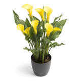 Bulbo Adulto De Alcatraz Calla Lily Amarillo + Kit Decultivo