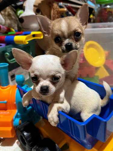 Chihuahua Minis