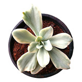 Muda Echeveria Gibbiflora Japão Moon River Variegata Rara 