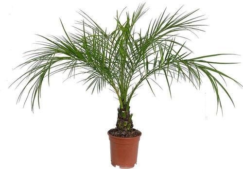 Semillas Palmera Phoenix Roebelenii