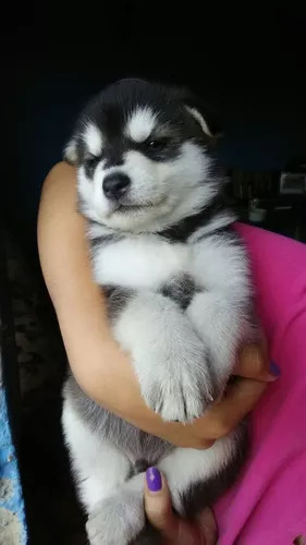 Cachorros Alaska Malamute Vacunados