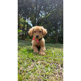 Cachorra Golden Retriever Hembra