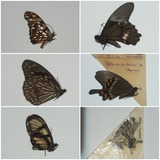 Colección 6 Mariposas Naturales Antiguas Disecadas Estudio 