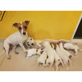 Jack Russell Terrier