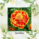 40 Semillas Flor Tagetes Patula Rusty Roj + Obs Germinación