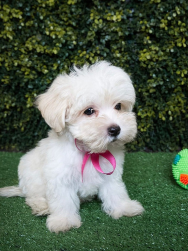 Bichón Maltés Hermosos Cachorros Legítimos Aptos Para C P R 