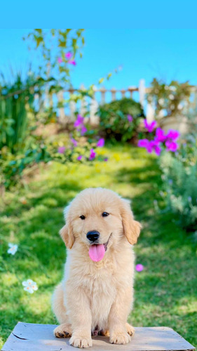 Filhote De Golden Retriever Com Pedigree