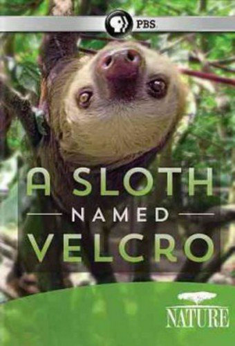  Sloth Velcro 