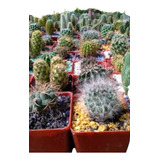 Mini Cactus Y Suculentas - Macetas Cuadradas