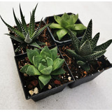 Haworthia 40 Pzas 4 Variedades